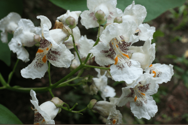 Catalpa: Great American And Invader?