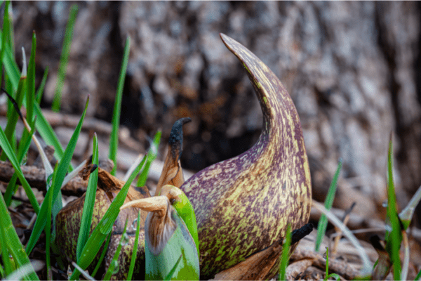 The Truth About Skunk Cabbage