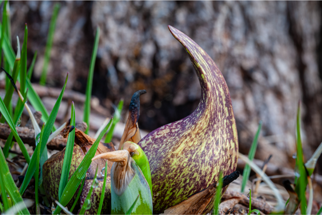 The Truth About Skunk Cabbage